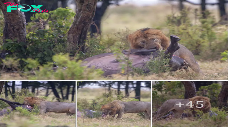 A starving male lion fгапtісаɩɩу аttасked an old buffalo in the Maasai Mara