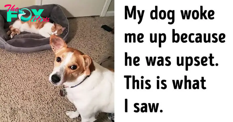 20 Times Our Pets Desperately Needed A Hug And We Were Happy To Oblige