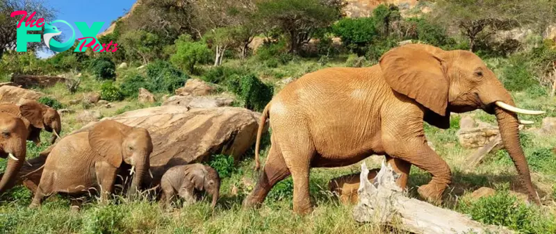 SV Edie’s remarkable journey: From orphaned elephant at birth to proud matriarch of five children