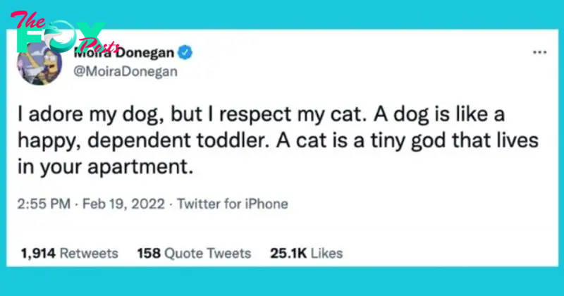 15 Tweets Of Pet Owners Showing How Wild Life With Pets Is