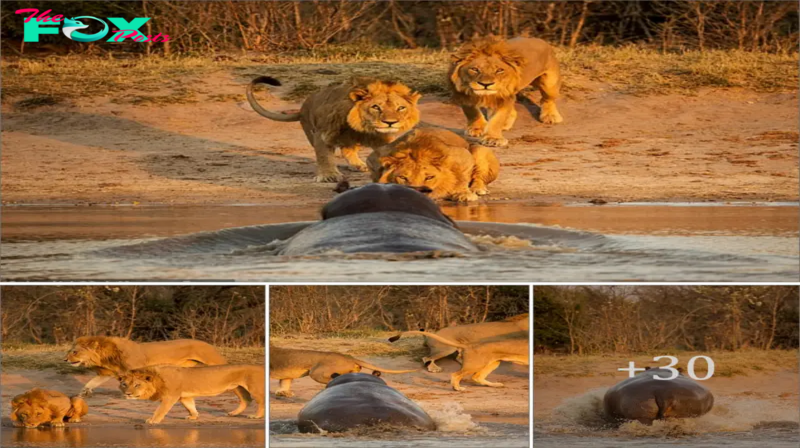 Scaredy cats! Huge hippo сһагɡeѕ at pride of thirsty lions sending them fleeing for their lives