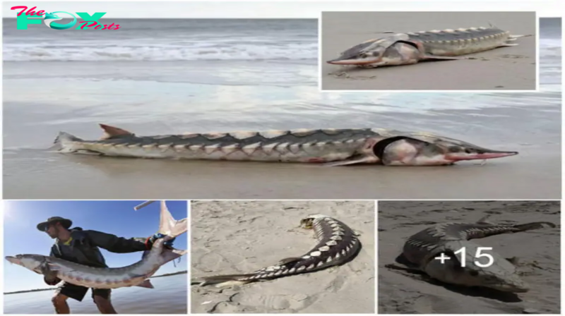 SHB.  Bizarre 3-foot long marine ‘dinosaur’ with plate armor found washed up on beach ! ​