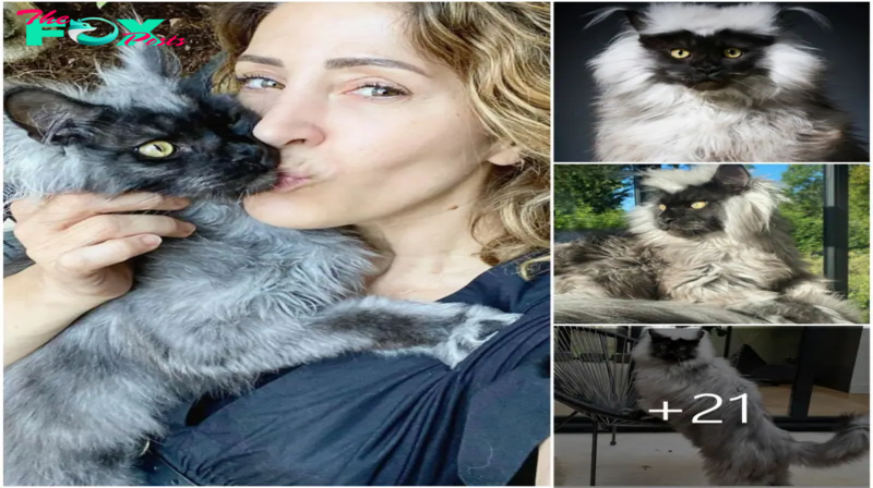 Meet the Maine Coon Marvel: Unveiling the Purr-fectly Charismatic Sensation Taking Social Media by Storm! Sw
