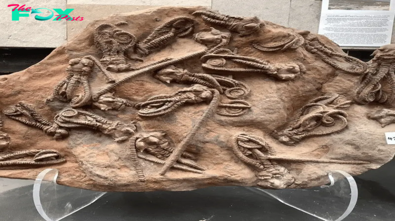 Journey to the Past: Exploration of 280-Million-Year-Old Crinoid Fossils in Western Australia, Fossils are windows into the distant past, offering us glimpses of ancient creatures and the ecosystems in which they once thrived