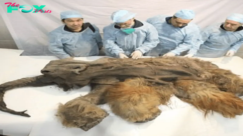 Remarkable Discovery of the Amazing Ginger Mammoth, Killed by Cavemen 10,000 Years Ago, Found Perfectly Preserved with an Intact Brain ‎
