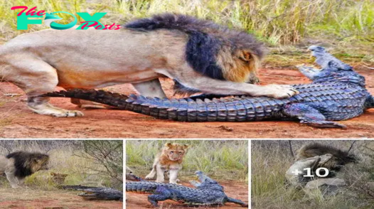 Something never seen before! The lions attack the giant 7m long crocodile and an unexpected ending ensues