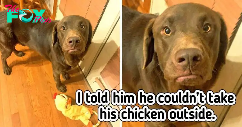 20 Of The Adorable Pets Who Are Too Good At Showing Their Emotions