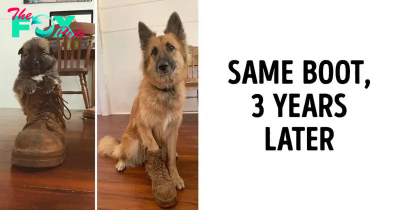 20 Before And After Pics That Remind Us Why We Love Our Pets So Much