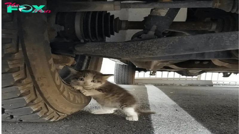 Awwwww! Touching Moment Man Found Petrified Kitten Hiding Under a Truck, This is the heartwarming moment a five-week-old kitten was found