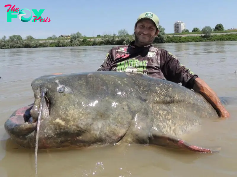 S29. Angler Lands Record-Breaking 9ft 4¼in Catfish in Italian River After Epic 43-Minute Battle. S29