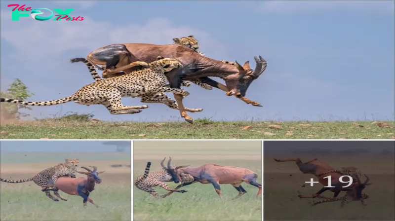 Dramatic moment a leopard grabs a giant antelope and wrestles it to the ground before swallowing it along with its herd.