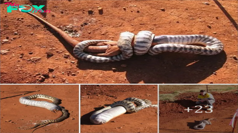 It took the python more than 5 hours to swallow a lizard three times its size