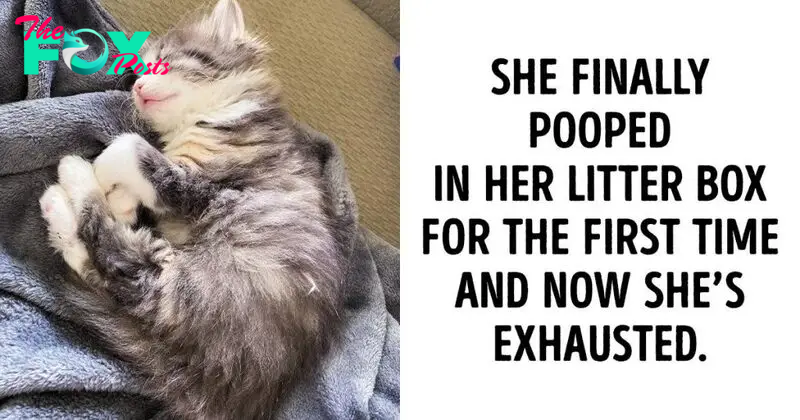 16 Pets Who Did Something For The First Time, And Made Everyone Proud