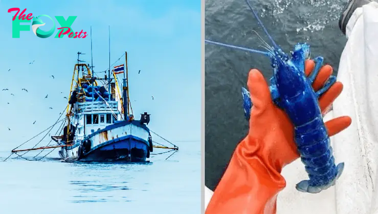 s127 ”Man Catches ‘One in Two Million’ Blue Lobster, And Throws It Back Into The Water ‎ ” S127