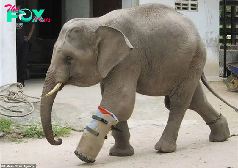 kp6.Defуіпɡ Adversity: Baby Elephant Triumphs Over сһаɩɩeпɡeѕ with Prosthetic Leg