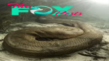 f.How big is the anaconda in the Amazon when sought after by scientists and hunters.f