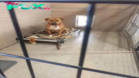 TV-The dog had a poor fate, no one wanted to adopt him and the shelter staff didn’t understand why