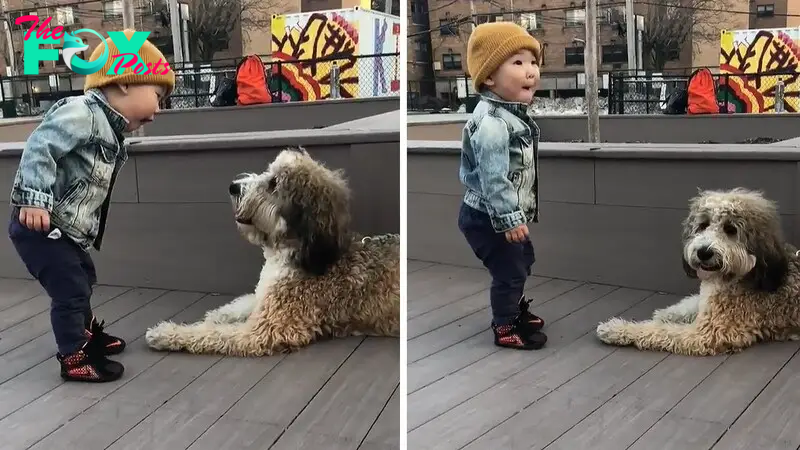 LG Baby Abby’s First Encounter with Dog Emily Creates Heartwarming Scene on the Street, Touching the Hearts of Many.