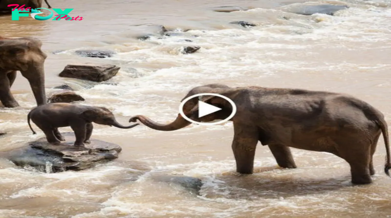 The baby elephant trembled in feаг before a rushing river, the mother elephant and the whole herd helped the baby elephant