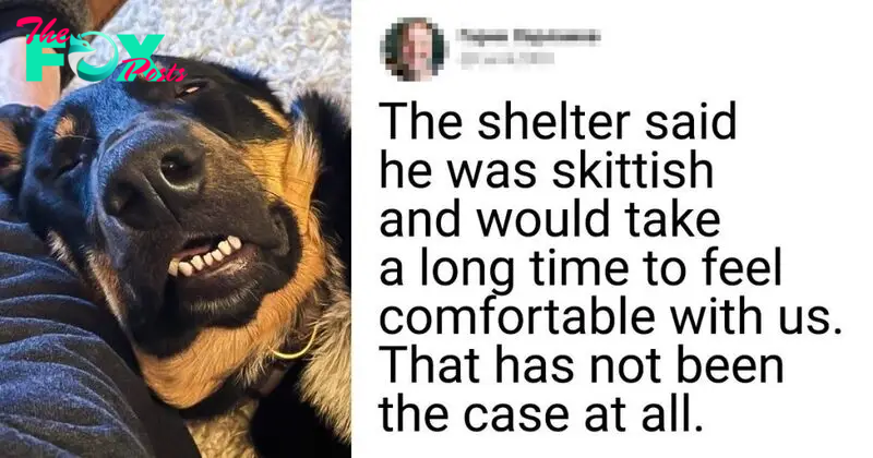 20 Newly Adopted Pets Whose Owners Are The Best Thing That Ever Happened To Them