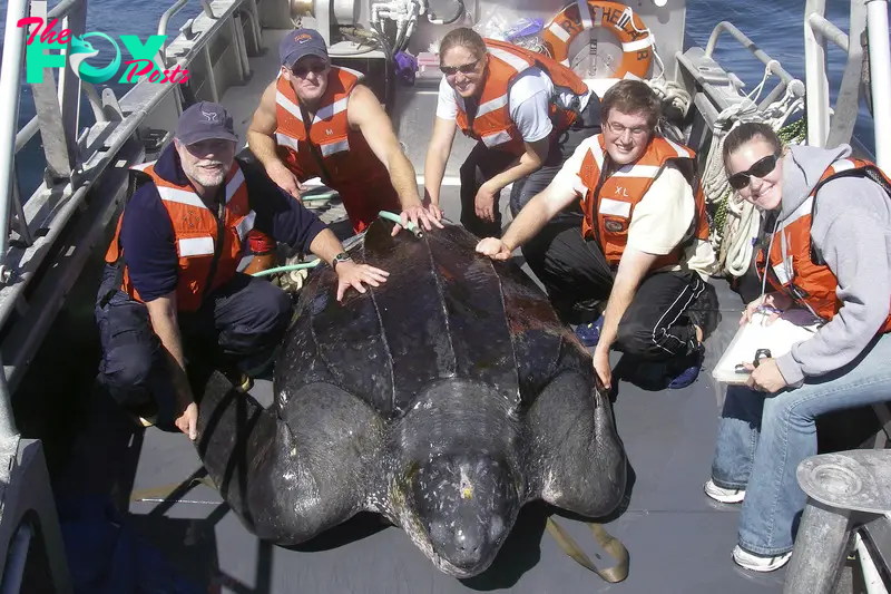 AK In an unforgettable moment, American scientists were left astonished as they liberated an enormous 1300-pound turtle from a fisherman’s net, captivating a worldwide audience with the majestic spectacle of its oceanic escape!