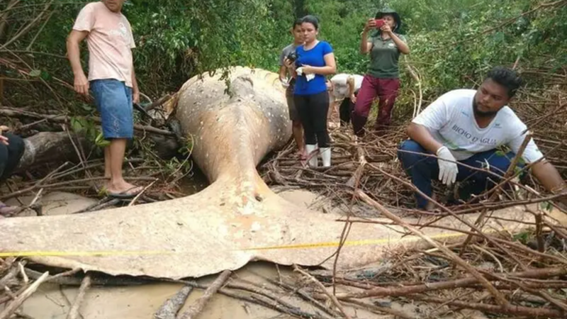 Sol.Unbelievable discovery: When receiving the news, the researchers were surprised. A 10-tonne whale has been declared amid the lush foliage of the Amazon rainforest, a minority of all expectations and a minority of our understanding of the natural world. ‎