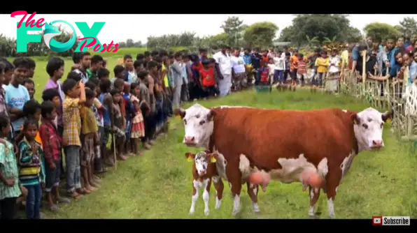 f.Mother Cow’s journey to give birth to a two-headed calf captivated viewers who witnessed the unbelievable event.f
