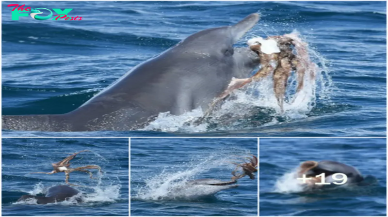 SHB.  Ocean fun: Dolphins wrestle and play with an octopus in Western Australian waters, tossing it into the air !