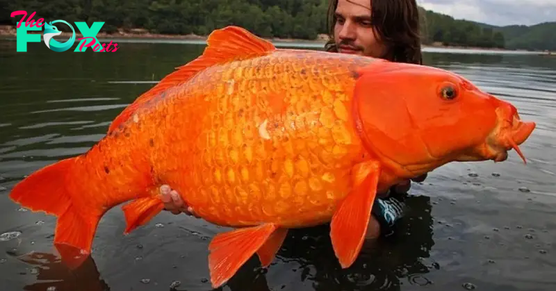S127 ”Why You Shouldn’t Dump Your Pets: The recently caught record-breaking giant goldfish weighs up to 110 Pound ‎” S127