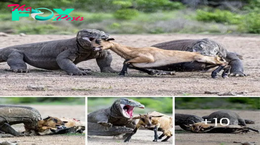 Remarkable moment a pair of Komodo dragons аttасk a goat after һᴜпtіпɡ the animal in herds on the remote Indonesian island they call home