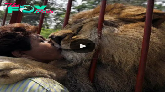 The Emotional Hug of a Lion to its Savior: A Bond That Proves that Even the Most Formidable Creatures Understand the Power of Love in Their Lives.