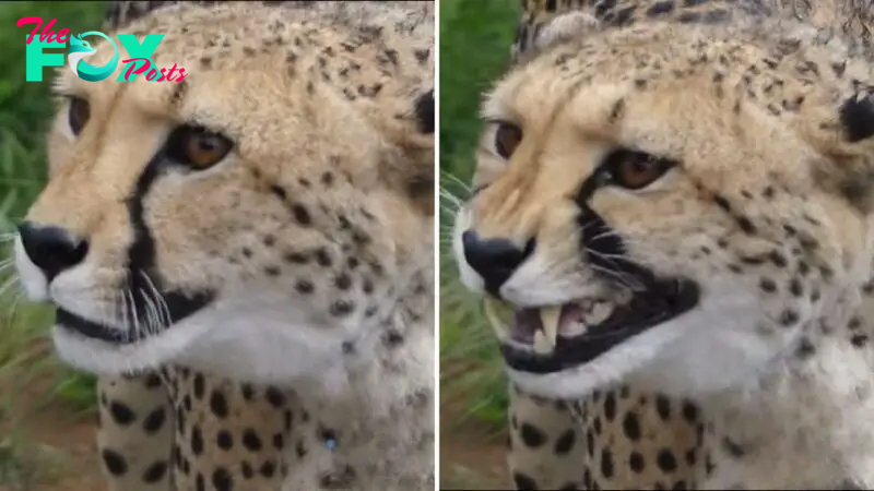 Watch As A Wild Cheetah Meows Like A House Cat