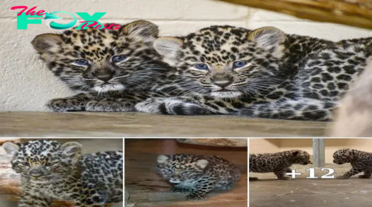 Check in With Anya’s 6-Week-Old Amur Leopard Cubs.