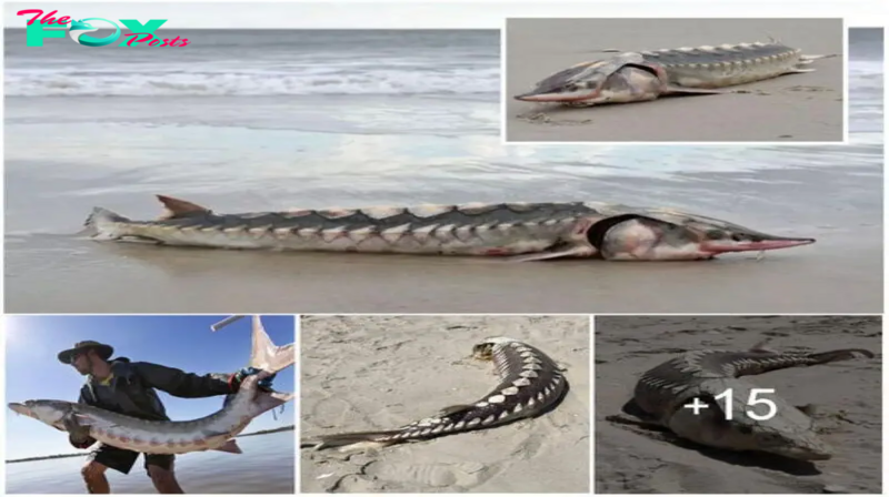 Freakish 3ft long sea ‘dinosaur’ with hard-plate armour found washed up on beach