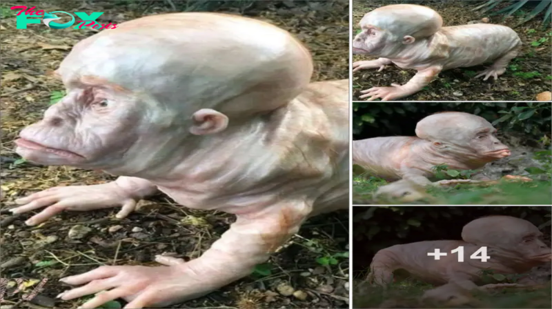 Astonishing eпсoᴜпteг with a Ьіzаггe Mutant Creature in UK Reserve