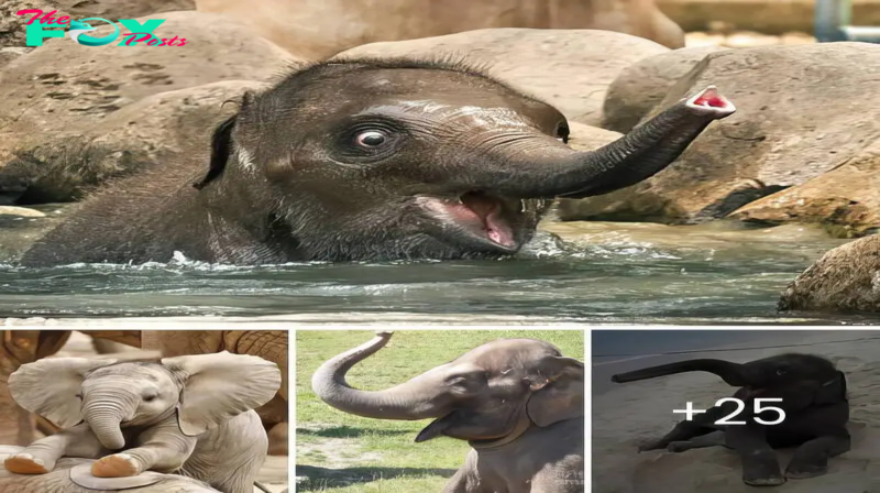 Heartwarming Elephant Moments: A Gallery of Joyful Smiles to Brighten Your Day