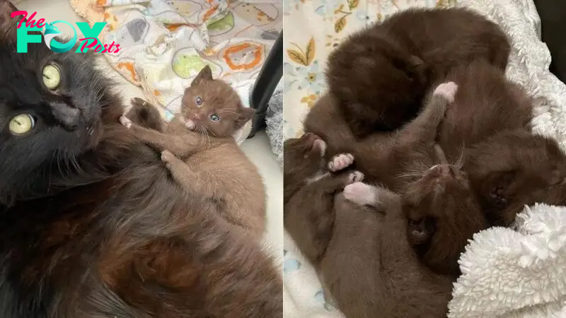 A Kind Family Adopts A Cat And Her Four Rare Brown-Colored Kittens