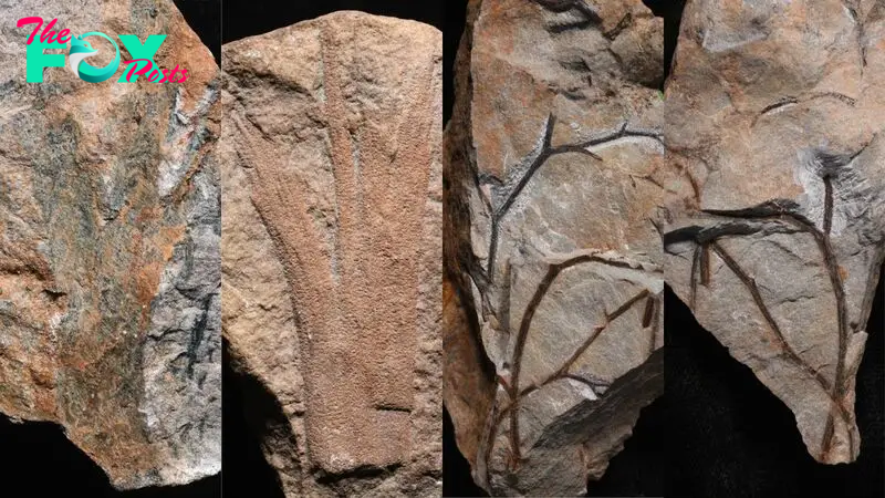 Fossilized forest unearthed in the UK is the oldest ever found at 390 million years old