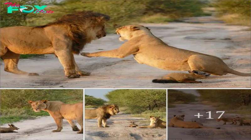 The once-in-a-lifetime moment when cameras captured a brave lioness defending a helpless fox from a predatory male lion in a touching display of compassion in Animal Kingdom‎