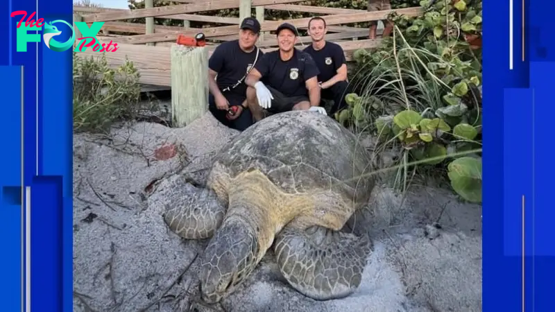 Sol.Explore natural wonders: Netizens are heating up about protecting a majestic 350-pound giant turtle beneath a Florida boardwalk highlighting spectacular wildlife along the shore sea. ‎