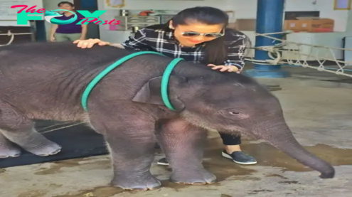 SV Baby elephant Dok Geaw, who tragically lost his mother when he was just four months old, has found a loving new family at Elephant Nature Park