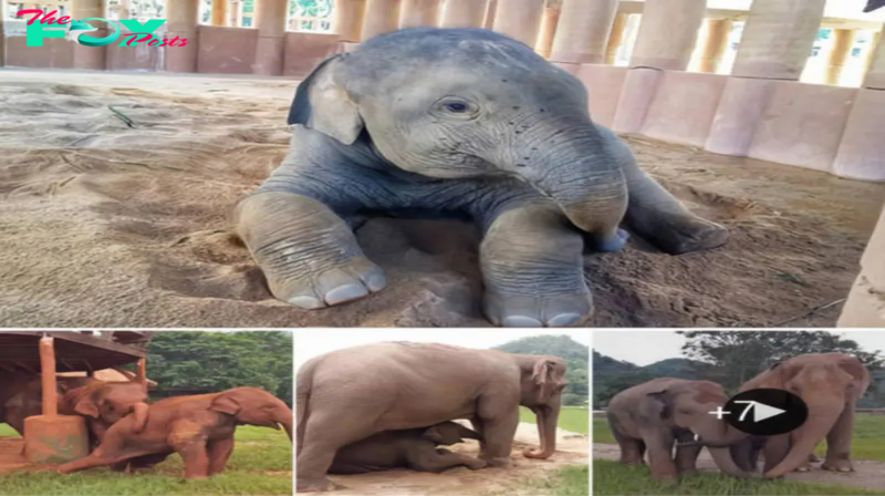 Orphaned Baby Elephant Finds Loving New Family at Elephant Nature Park