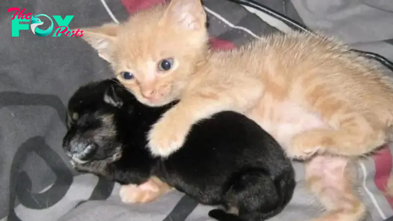 Rescue Kitten Gets A Home And Adopts An Orphaned Puppy