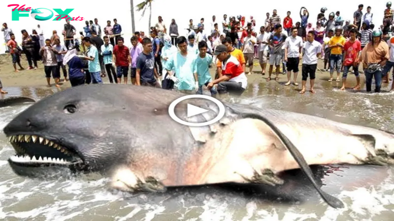 A Stranded Megamouth Shark, Tipping the Scales at Over 6 Tons, ѕрагkѕ Interest Among Locals (Video).sena