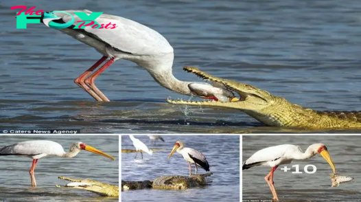 The moment a stork was lucky enough to keep its head after crawling into a crocodile’s mouth more than 4 meters long to get its prey