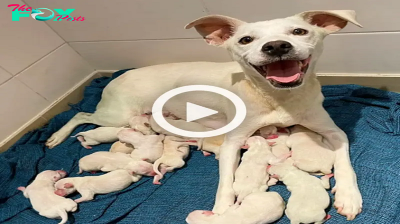 “Un cuento conmovedor: Mamá Nata y sus 14 preciosos cachorros”. 88