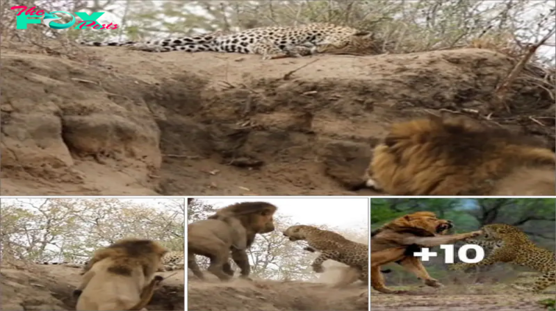 Incredible moment a lion stealthily stalks a sleeping leopard before attacking it and an unexpected outcome ensues