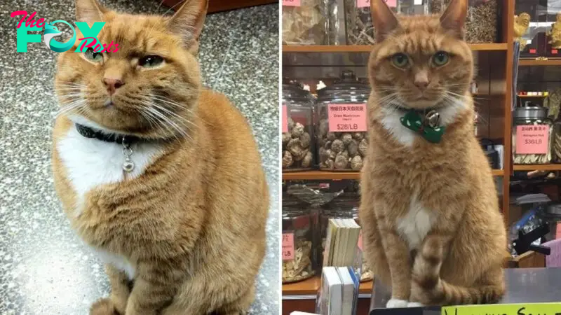 Bobo The Cat Retired After Running A Store For 9 Whole Years