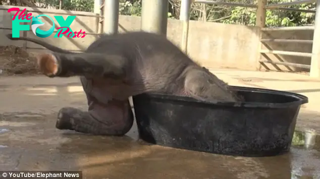 QL Unexpected Twist: Baby Elephant’s Bathtime Interrupted by Mom’s Surprise