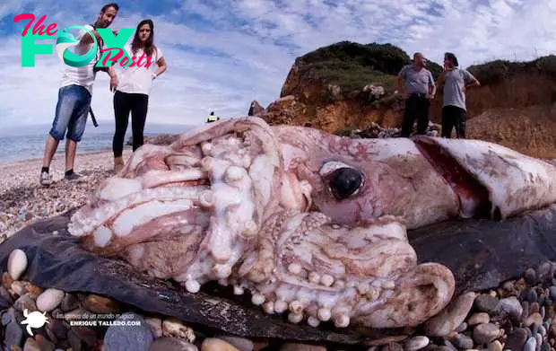 f.It was unbelievable to witness the largest octopus on the planet appear on the beach, making everyone scared (Video)